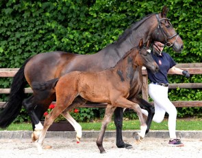 For Happiness N (by Foundation x Sir Donnerhall) is one of many highlights in the 2020 Taunas-Talent Auction