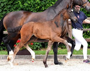 For Happiness N (by Foundation x Sir Donnerhall) in the 2020 Taunas-Talent Auction