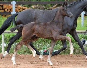 Da Vinci (by Don Royal x Bretton Woods) 