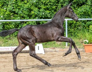 Furst Royal (by Furstenball x Rubin Royal)