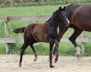 LOT 2 - Bon Coeur x Quaterback - out of the direct damline of the exceptional Fidertanz!