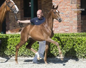 Phie ter Kwincke (Rubin Royal x Jazz)