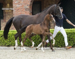 Powerman Texel (by Governor x Don Schufro)