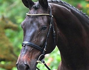 Formidable (by Furst Romancier x Wyoming)