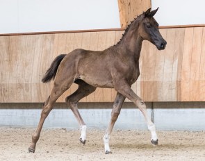 Picobella Dansa (by Le Formidable x Dream Boy) :: Photos © Anniek de Wit