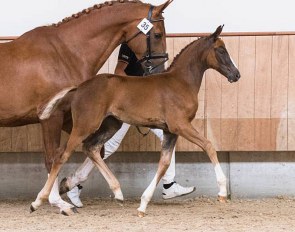 Princess Irene (by Toto Jr x Goodtimes)