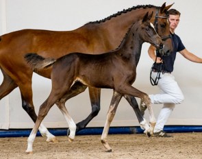 Pyria SC (by Furstenball x Vivaldi)