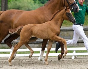 Violetta M (by Viva Gold x Damon Hill x Fidermark)