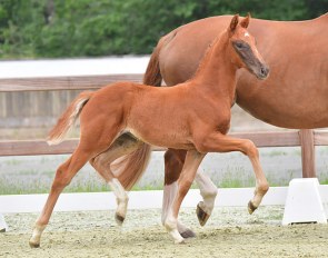 Elitär (by Viva Gold x De Niro x Sion) :: Photo © Feldhaus