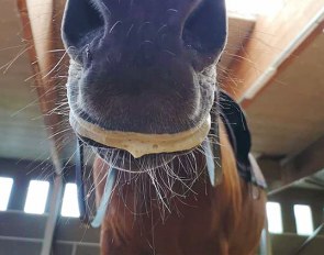 This is the right amount of foam a horse should have: lipstick.. Not a dry mouth (tension), nor a very foamy mouth (the contact prevents the horse from swallowing properly)