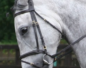 “Unhappy” facial expression and head posture: the ears are back, there is an intense stare, the lips are separated exposing the teeth and the front of the head is slightly behind the vertical.