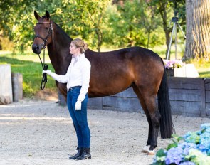 Fine Deern at the 2020 Hof Kasselmann Hybrid Auction