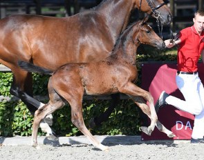 Vestermarkens Kenzo (by Blue Hors Kingston x Tailormade Temptation)