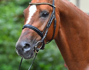 For a Look (by Fursten-Look x Don Primero x Brentano II)