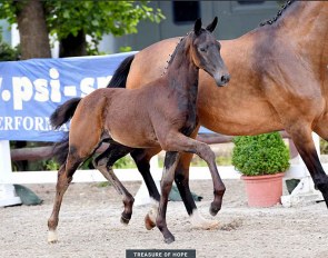 Treasure of Hope (by Total Hope x Sungold x Welt Hit II)