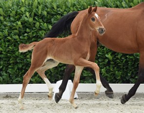 Fürst Mathieu (by Fürst Samarant x Florestan)