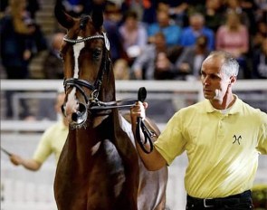 Marco List at the Hanoverian Stallion Licensing in Verden