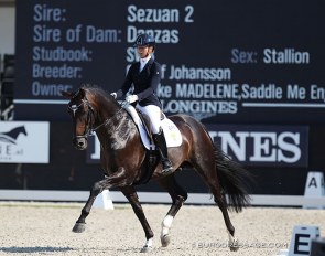 Madelene Engelke and Shizeido GJ also competed at the 2018 World Young Horse Championships in Ermelo :: Photo © Astrid Appels