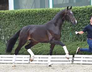 Franklin's Donnerhall PS - a Franklin colt out of the direct mother line of Sezuan's Donnerhall and San Schufro