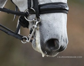 Trimmed whiskers will no longer be allowed at FEI competitions as of 2021 :: Photo © Astrid Appels