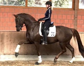 Beata Stremler on For Magic Equesta, a Hanoverian gelding by For Romance x A Jungle Prince