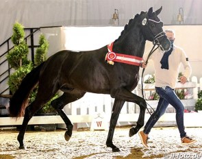 The Fair Game x Destano colt that was named champion of the 2020 Westfalian Stallion Licensing and sold for 800,000 euro :: Photo © LL-foto