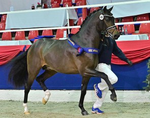 The 2020 Oldenburg Stallion Licensing Reserve Champion (by For Dance x Zack) is up for auction. Check out the video to see this stunner move ! :: Photo © Feldhaus