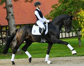 Black beauty : For Joy (Fürstenball x Bordeaux) in the 2020 PSI Auction Collection