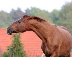 Angry mare protecting foal :: Photo © Astrid Appels