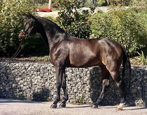 Franz Federleicht (by Franziskus x Paradiesvogel x Sandro Hit x Brentano II) :: Photo © Ayache