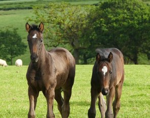 Foals at Newton Stud in Devon, U.K.