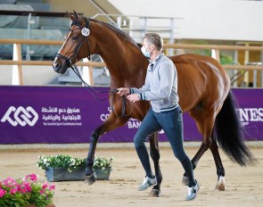 Patrik Kittel and Well Done de la Roche CMF passed the vet check but withdrew from competing at the 2021 CDI Doha