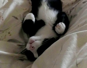 My cat took the chill pill.
