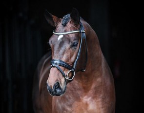 Fineline (by Floriscount x San Amour x Furst Heinrich) - owned by Astrid Neumayer and standing at stud in Lodbergen
