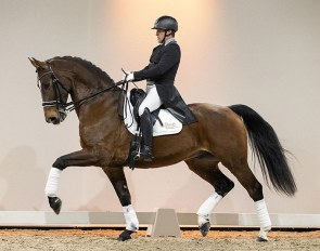 Dancer Again (by Prestige VDL), Portuguese small tour champion, is part of the 2021 Excellent Dressage Sales collection