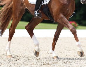 Horse legs in motion :: Photo © Astrid Appels