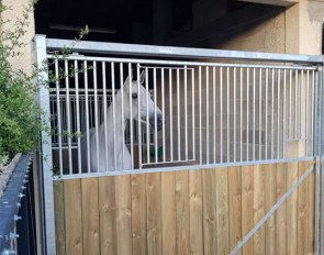 Pierre Volla's Silvermoons Mariechen in isolation at her home yard as a precaution