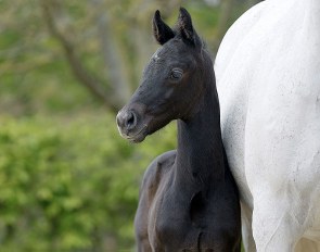 Starleader (by Selectric x Lord Loxley x Scarlatti)