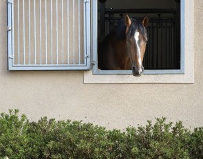 Santurion de Massa at home in Portugal :: Photo © DP Dressage