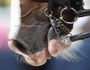 The Neue Schulte Turtle tilt bit in a horse competing at the 2021 CDIO Compiegne :: Photo © Astrid Appels