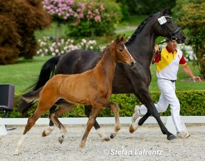 Veniro (by Va Bene x De Niro) :: Photo © Stefan Lafrentz