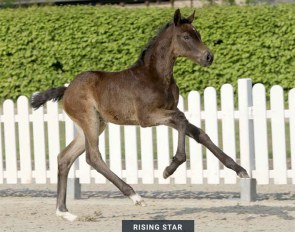 Rising Star (by Raven x Belstaff) :: Photo © Recki