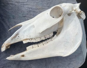 Skull of a wild mare of approximately 16 years of age