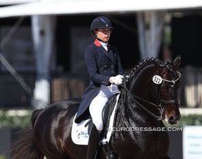Don Principe at the 2017 CDI Wellington :: Photo (c) Astrid Appels