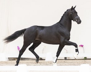 Noir BH (by Everdale x Vivaldi)