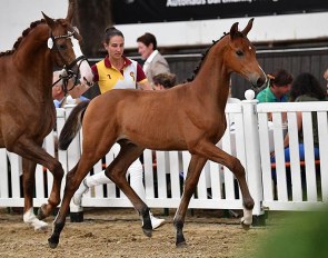 Dynamic Diamond (by Dynamic Dream x Brisbane x De Niro) :: Photo © Björn Schroeder