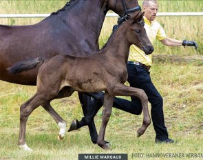 Millie Margaux (by Blue Hors Monte Carlo  x Fantastic)