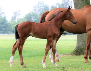 Taurus x Biasini colt