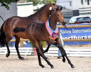 Dycara Dream (by Dynamic Dream x Fürstenball x Fürst Heinrich)