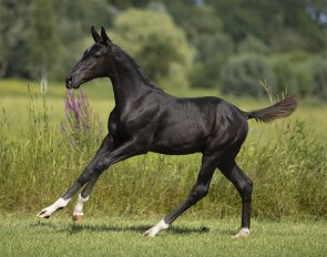 Romario van 't StuDutch, the full brother to Grand Prix stallion Governor (by Totilas x Jazz x Ulft)